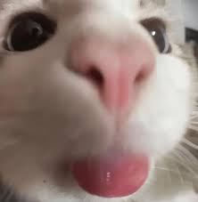Blem cat